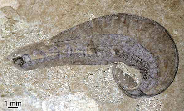 Отпечаток примитивного хордового Yunnanozoon из раннекембрийских отложений Китая (голова слева; видны жаберные щели). Изображение с сайта palaeo-electronica.org