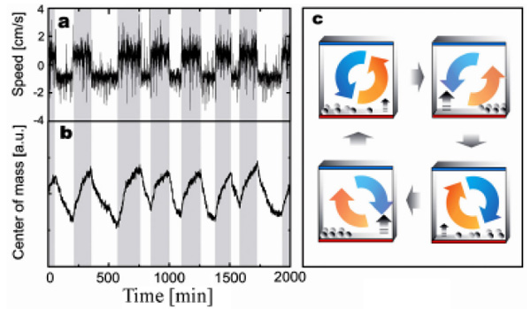 Рис. 3. Корреляция между конвективным течением в емкости и расположением шариков. (a) — зависимость скорости перемещения шариков (см/с) от времени (мин); (b) — эволюция центра масс шариков; (c) — схематический рисунок возникающих в емкости конвективных течений, поясняющий причину периодического движения шариков. Белые полосы на графиках (a) и (b) отвечают направлению движения конвективного течения по часовой стрелке, серые — против часовой стрелки. Число шариков в эксперименте 510, Ra = 1,8*10^9.·Рис. из обсуждаемой статьи в Physical Review Letters