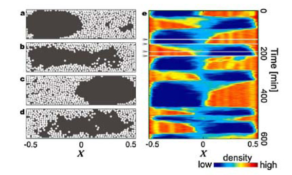 Рис. 2. Взаимодействие 426 нейлоновых шариков и конвективного потока в жидкости с числом Рэлея Ra = 3,2*10^9. (a)–(d) — 4 последовательных по времени снимка ячейки Рэлея–Бенара, на которых показано перемещения шариков в пределах одного цикла. Снимки (a)–(c) соответствуют моментам времени, когда упаковка шариков соответственно в правой и левой части емкости наиболее плотная. Снимки (b)–(d) показывают промежуточный этап перераспределения шариков из правой части в левую (b) и наоборот (d). Рис. из обсуждаемой статьи в Physical Review Letters