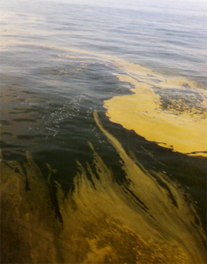 Грозный признак сильной эвтрофикации — скопления цианобактерий (синезеленых «водорослей») на поверхности Финского залива Балтийского моря. Когда масса отмерших цианобактерий опустится на дно, бактерии, перерабатывающие органическое вещество, израсходуют, возможно, весь имеющийся в окружающей среде кислород. Фото с сайта www.nefco.org