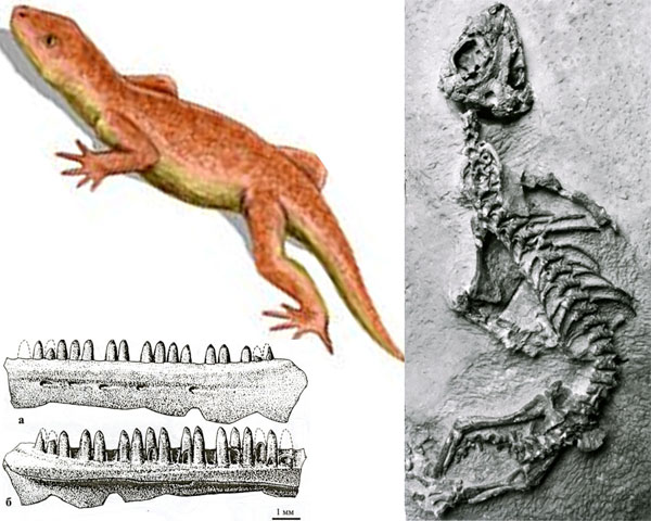 Никтифруретус (Nyctiphruretus) — древнейшие рептилии, жившие 260–250 млн лет назад, близкие к предкам черепах, хотя совсем на черепах и не похожие. Книга представляет как давно установленные виды (справа: Nyctiphruretus acudens Efremov,1938), так и недавно описанные (слева: зубная кость Nyctiphruretus optabilis Bulanov, 2002). Рисунки из книги «Ископаемые рептилии и птицы. Часть I»