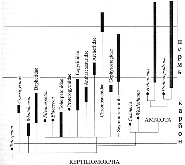 Кладограмма, отображающая родственные связи примитивных рептилий. Здесь перечислены все известные переходные формы от амфибий к рептилиям, и видно, что имеются по крайней мере четыре ветви, в которых совершенствовались рептильные черты строения. Группа рептилиоморф в других вариантах систематики включает и птиц с млекопитающими, в третьих — объединяет примитивных рептилий с антракозаврами и другими семействами, прежде считавшимися амфибиями. Все эти разногласия — результат отсутствия данных по ювенильному развитию у ископаемых форм позвоночных. (Схема из книги «Ископаемые рептилии и птицы. Часть I»)