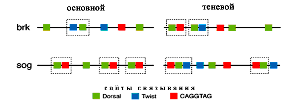 Положение сайтов связывания трех транскрипционных факторов генов brinker и sog. Пунктирными линиями обведены энхансеры, основные и теневые. Видно, что структура основных и теневых энхансеров отличается. Рис. из дополнительных материалов к обсуждаемой статье в Science