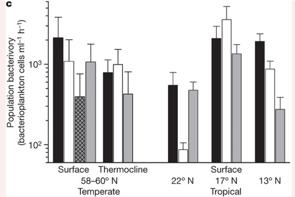 Рис. 3. Потребление бактерий (количество клеток, съеденных за час) всей популяцией протистов того или иного типа в разных обследованных районах Атлантики. Обозначения те же, что на рис. 1. Видно, что организмы фитопланктона (все столбики, кроме черных) в сумме потребляют бактерий не меньше, а то и больше, чем гетеротрофные протисты, считающиеся специализированными пожирателями бактерий. Рис. из обсуждаемой статьи в Nature