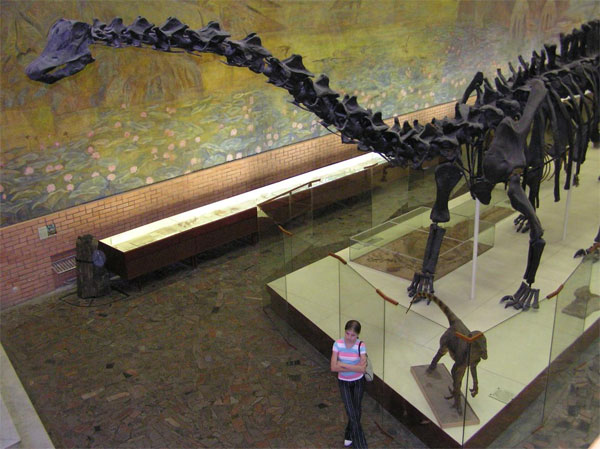 Скелет диплодока — представителя завропод — в Палеонтологическом музее. Целиком он, к сожалению, не помещается в кадр. Фото Г. Врублевского и Н. Ковалева