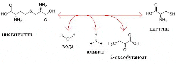 Схема реакции превращения цистатионина в цистеин и 2-оксобутаноат. Осуществление этой реакции — одна из основных функций фермента цистатионин-гамма-лиазы. Изображение с сайта www.genome.jp