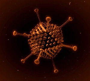 Аденовирусы — возбудители многих болезней, в том числе и СПИДа, могут оказаться серьезными помощниками в изучении стволовых клеток. Фото с сайта www.mapposity.com