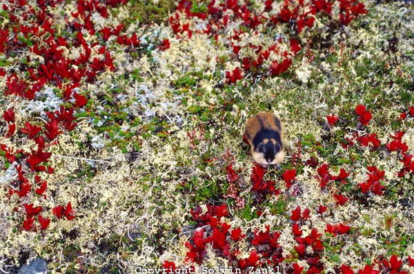 Норвежский лемминг в горной тундре осенью. Надпочвенный покров состоит здесь из вороники (зеленые листочки), лишайников рода <i>Cladonia</i> (белые слоевища) и альпийской толокнянки <i>Arctostaphylos alpina</i> (ярко-красные листья). Фото Solvin Zankl с сайта www.solvinzankl.com