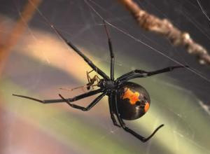 Самка ядовитого австралийского паука Latrodectus hasselti поедает своего крошечного полового партнера сразу после спаривания. Фото с сайта www.physorg.com