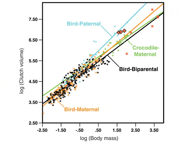 Соотношение объема кладки (вертикальная ось) и массы тела (горизонтальная ось) у птиц с отцовской заботой о потомстве (голубая линия), с материнской (оранжевая) и смешанной (черная), а также у крокодилов (зеленая). Три ромбика с черным контуром соответствуют манирапторным динозаврам Troodon, Oviraptor и Citipati. Видно, что ромбики находятся ближе всего к голубой линии. Розовые квадраты — другие динозавры, более дальние родственники птиц. Рис. из обсуждаемой статьи в Science