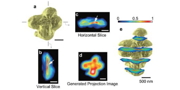 Рис. 3. Реконструкция 3D-карты электронной плотности человеческой хромосомы или, проще говоря, трехмерное изображение исследуемого объекта. a — поверхностная морфология хромосомы. b, c — поперечные срезы трехмерного изображения хромосомы с наибольшим значением электронной плотности вблизи центромеры (показана белыми стрелками). Они показывают относительно высокую плотность около центральной оси каждой из хроматид. Проекционное изображение d получено из трехмерной реконструкции, подобно изображениям на рисунках 2b и 2c. e — ряд поперечных сечений трехмерного изображения хромосомы в интервале 409 нм. Рис.  из обсуждаемой статьи в Phys. Rev. Lett.