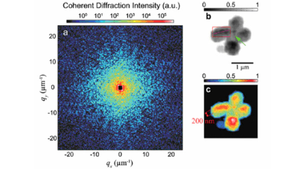 Рис. 2. Распределение интенсивностей рентгеновского излучения, рассеявшегося на человеческой хромосоме (a) и ее двумерная реконструкция изображения в сером (b) и в цветном масштабе (c). Область центромеры указана зеленой стрелкой (b). Реконструированное изображение содержит области высокой интенсивности рассеявшихся лучей, похожие на осевую структуру хромосомы вблизи центра хроматид, как это показано на рис. (с). Величина q определяется как q = 2sin(θ/2)/λ, где λ — длина волны рентгеновского излучения, а θ — угол рассеяния. Рис. из обсуждаемой статьи в Phys. Rev. Lett
