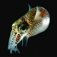 Кальмар Euprymna scolopes светится благодаря симбиотическим бактериям, живущим в особом «светящемся органе». Фото с сайта serc.carleton.edu