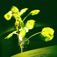 Кустики жерухи обыкновенной (Nasturtium officinale) возрастом 3,5 недель, в которые были введены светящиеся наночастицы