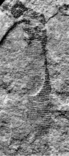 Parmia — отпечаток сегментированного червя (?), жившего 1 млрд лет назад. Некоторые исследователи, однако, интерпретируют эту и другие подобные древние находки как водоросли. Фото из статьи М. А. Федонкина «The origin of the Metazoa in the light of the Proterozoic fossil record»