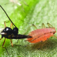 Уникальный случай тройного симбиоза: вирус помогает бактерии защищать тлю от врагов