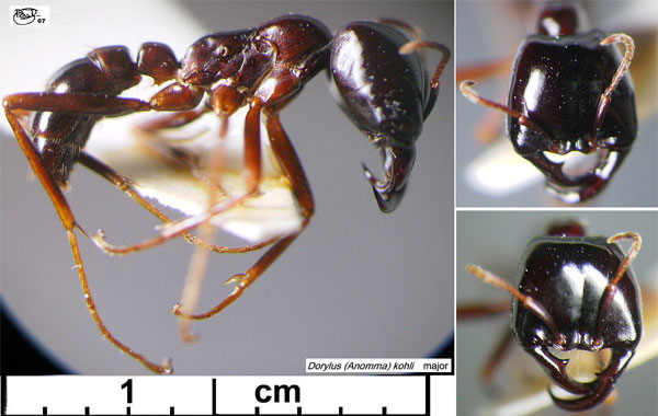 Рабочий муравей из подрода Anomma (Западная Африка). У этих муравьев часть рабочих особей обладают сильно увеличенными челюстями. Рабочие муравьи неспособны к размножению, поэтому такой признак не может быть результатом ламарковского «упражненности» упражнения органов. Естественный отбор, напротив, позволяет объяснить появление подобных признаков: если в семье муравьев в результате наследственной изменчивости часть рабочих имеют увеличенные челюсти и если этот признак помогает семье выживать и успешно размножаться, такие семьи постепенно начнут преобладать в популяциях этих муравьев, а размер челюстей у рабочих вполне может постепенно увеличиваться. На этом изящном примере, приведенном в «Происхождении видов», Дарвин показал, что даже в основе признаков, не проявляющихся у способных к размножению особей, может лежать естественный отбор, в то время как в рамках концепции Ламарка возникновение таких признаков необъяснимо. Фото с сайта antbase.org