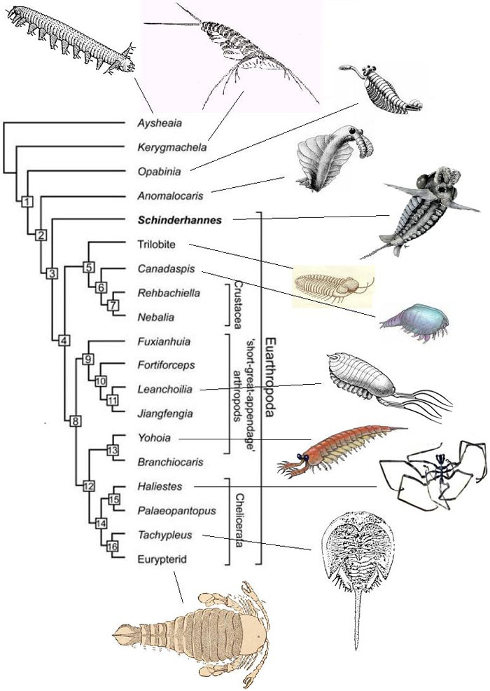 Базальная часть эволюционного древа членистоногих, построенная на основе кладистического анализа с учетом новооткрытого шиндерханнеса, занявшего положение у самого основания клады «настоящих» членистоногих (Euarthropoda). Эволюционное древо из обсуждаемой статьи в Science; рисунки животных заимствованы с различных веб-сайтов