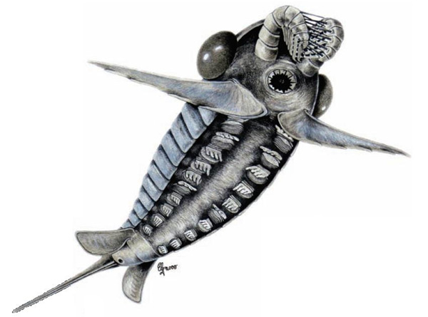 Schinderhannes bartelsi сочетает в себе признаки настоящих членистоногих и загадочных кембрийских аномалокарисов. Реконструкция из обсуждаемой статьи в Science