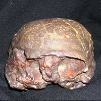 Череп Моджокерто