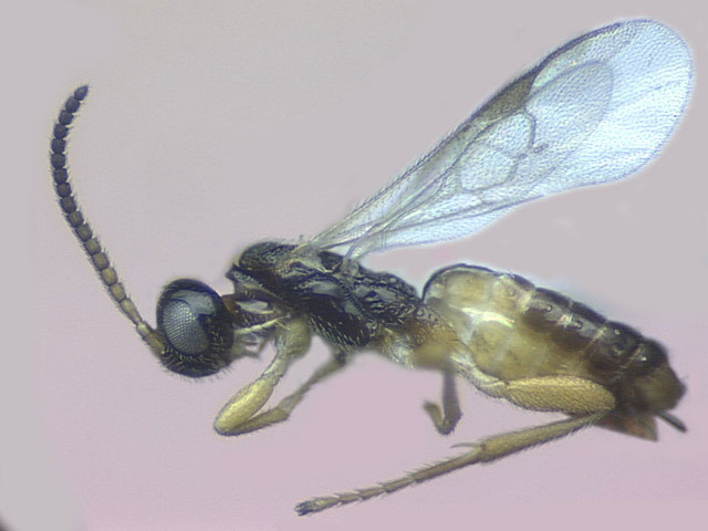 Наездник Cotesia flavipes — один из многих тысяч видов паразитических наездников, которые выводят из строя защитные системы своих жертв при помощи «ручных» вирусов. Фото с сайта www.uky.edu