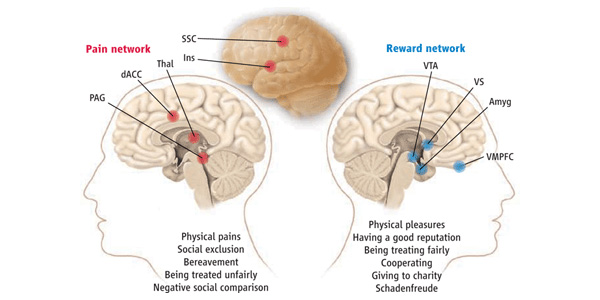 Системы в мозгу, связанные с обработкой болевых сигналов (Pain network), включая и социальную боль, и получением положительного подкрепления (Reward network). Система обработки болевых сигналов состоит из дорсальной зоны передней поясной коры (dACC — dorsal anterior cingulated cortex), островка (Ins — insula), соматосенсорной коры (SSC — somatosensory cortex), таламуса (Thal — thalamus), центрального серого вещества (PAG — periaqueductal gray). Система положительного подкрепления, или получения награды, состоит из вентральной области покрышки (VTA — ventral tegmental area), вентральной части полосатого тела(VS — ventral striatum), вентромедиальной префронтальной коры (VMPFC — ventromedial prefrontal cortex) и миндалины (Amyg — amygdala). Рис. © K. Sutliff из обсуждаемой статьи в Science
