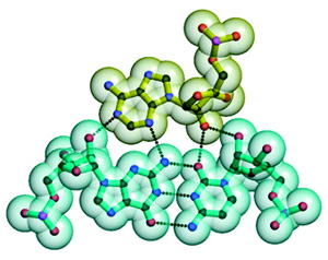 «А-минорное» взаимодействие: аденозин укладывается в малый желобок двойной спирали с образованием четырех водородных связей. Рис. из лекции А. С. Спирина (взят из статьи: Poul Nissen et al. RNA tertiary interactions in the large ribosomal subunit: The A-minor motif // PNAS. 2001. V. 98. P. 4899–4903)