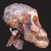 Череп доисторической девочки, найденный в Дикике (фото из статьи в Nature)