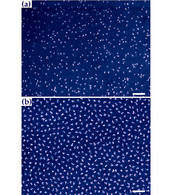 Неравномерное распределение вихрей в дибориде магния и равномерная треугольная абрикосовская решетка в диселениде ниобия