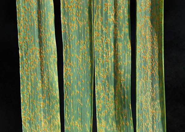 Бурая ржавчина пшеницы вызывается грибом Puccinia triticina и поражает листья растения. Уже около ста лет генетики ведут поиск надежных методов борьбы с этим заболеванием. Фото с сайта ru.wikipedia.org