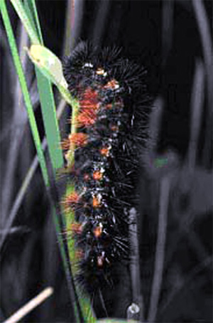 Гусеница бабочки Grammia incorrupta (семейство Arctiidae — медведицы) на растении Crotalaria pumila (семейство Fabaceae — бобовые). В этом и некоторых других кормовых растениях гусениц этого вида содержатся пирролизидиновые алкалоиды. Опыты показывают, что зараженные паразитами гусеницы склонны потреблять пищу, содержащую эти алкалоиды. Такой рацион вреден здоровым гусеницам, но полезен больным, потому что вредит паразитам сильнее, чем их хозяевам. Фото © Michael S. Singer с сайта sciencenow.sciencemag.org