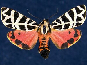 Взрослая Grammia incorrupta (самка). Фото © Jim Vargo с сайта mothphotographersgroup.msstate.edu