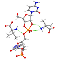 Влияние аминокислот на полимеризацию каждого из четырех нуклеотидов