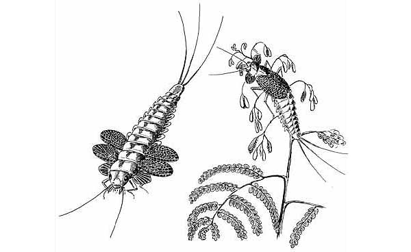 Реконструкция гипотетического предка крылатых насекомых, выполненная А. Г. Пономаренко, иллюстрирует «древесную» гипотезу происхождения полета. Крыловидные зачатки служили для воздушного планирования, с помощью которого эти насекомые, питавшиеся на верхушках растений, спасались от преследователей. Рис. из книги «Историческое развитие класса насекомых»