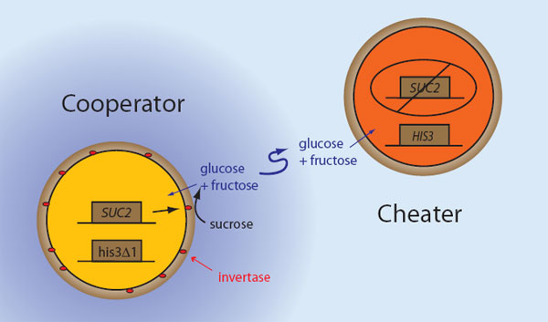 Модельная система, использованная в экспериментах. Дрожжи–«кооператоры» светятся желтым светом, имеют работающий ген SUC2, кодирующий инвертазу, и испорченный (не работающий) ген HIS3, необходимый для синтеза гистидина. Дрожжи-«обманщики» светятся красным светом, лишены гена SUC2 и имеют работающий ген HIS3. Рис. из дополнительных материалов к обсуждаемой статье в Nature