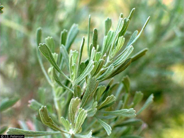 Листья полыни трёхзубчатой (Artemisia tridentata). Фото © J. S. Peterson с сайта plants.usda.gov