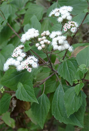 Агератина бубенчиковая (Ageratina adenophora) — кустарник из семейства сложноцветных родом из Мексики, но распространившийся очень широко по всему свету. Фото с сайта www.floracyberia.net