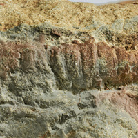 Ископаемые из местонахождения Кимильтей