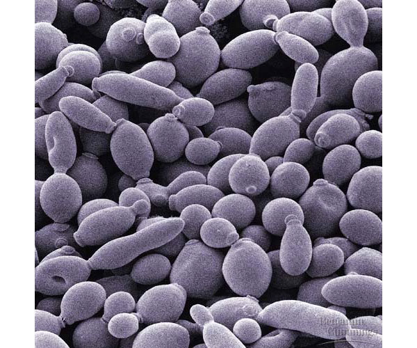 Дрожжи — одноклеточные существа, почти не способные к обучению в прямом смысле этого слова. Однако, как выяснилось, обычная дарвиновская эволюция, основанная на мутациях и отборе, способна отчасти компенсировать этот недостаток, помогая дрожжам вырабатывать полезные навыки, похожие на условные рефлексы животных. Фото с сайта www.bio.miami.edu