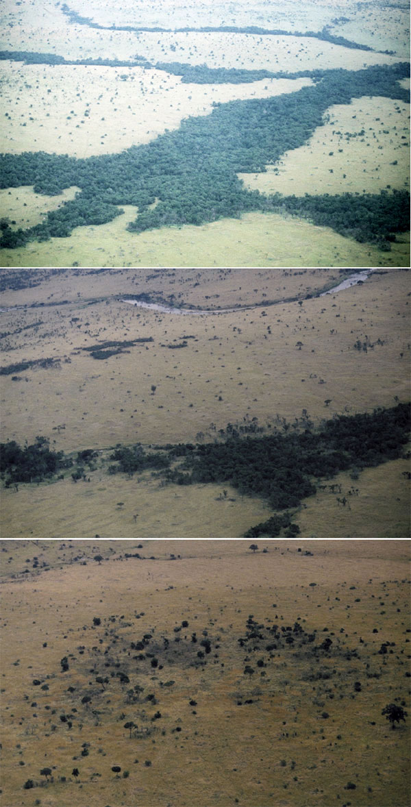 Три стадии деградации лесов в Серенгети (сверху вниз): нормальный лес с сомкнутым пологом; в лесу появляются разреженные участки; от леса остались отдельные деревья. Фото из дополнительных материалов к обсуждаемой статье в Science