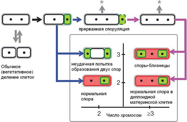 Рис. 3. Схема, показывающая альтернативные пути развития у бактерий с дестабилизированной системой споруляции. Черными точками показаны хромосомы. Зеленым цветом выделены формирующиеся споры (в них вырабатывается белок σF), красным — материнские клетки (в них вырабатывается белок σE). По горизонтальной оси — число хромосом, по вертикальной — число «отсеков», на которые разделилась исходная клетка. Стрелка со звездочкой символизирует возможность возвращения к обычному (вегетативному) размножению путем деления. Остальные пояснения см. в тексте. Рис. из обсуждаемой статьи в Nature