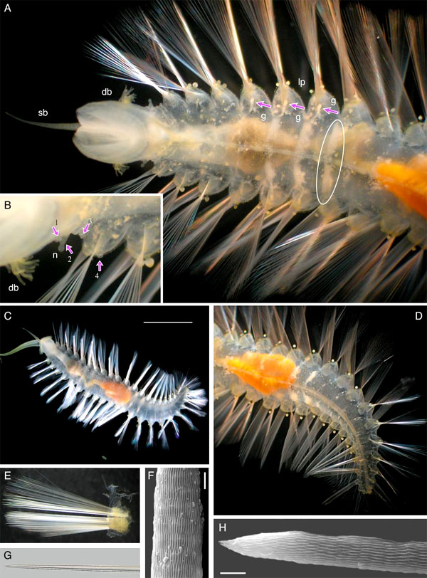 Детали строения нового вида многощетинковых червей Swima bombiviridis. Фотографии A-D с живого экземпляра. A — вид с брюшной стороны переднего конца тела (показаны разной формы жабры sb-db, щупальца (папиллы) lp, половые отверстия g (стрелки) и развивающиеся гонады (белыq овал). B — места, в которых были отброшенные потом «бомбы» (указаны стрелками). C — общий вид всего червя (внизу снимка видна оторвавшаяся «бомба»). D — задний конец тела червя. E — параподия с пучком щетинок. F-H — детали строения плавательных щетинок. Рис. из дополнительных материалов к обсуждаемой статье в Science
