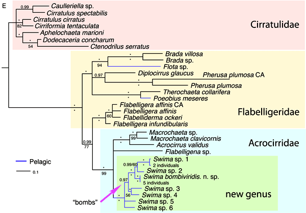 Кусочек филогенетического древа, показывающего положение нового рода многощетинковых червей Swima в системе наиболее близких им групп. Синим цветом выделены пелагические (ведущие плавающий образ жизни) виды. Видно, что к такому образу жизни независимо перешли представители трех групп в пределах подотряда Cirratuliformia. Розовой стрелкой показан вид Swima bombiviridis со светящимися «бомбами». Остальные виды нового рода пока еще не получили видовых названий и перечислены под номерами (<i>Swima</i> sp.1, 2, ...). Рис. из дополнительных материалов к обсуждаемой статье в Science