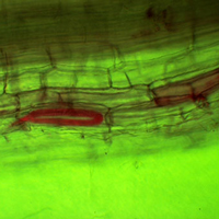 Паразитические нематоды (окрашены красным) в корне кукурузы. Фото с сайта extension.iastate.edu