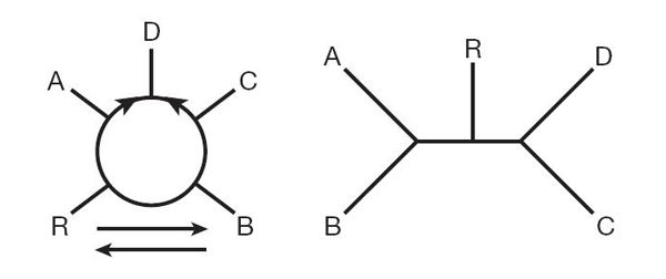 Рис. 2. Две альтернативные схемы эволюции прокариот. Слева — лучшая из возможных кольцевых схем, справа — лучшая из возможных древовидных схем. R — археи, A — актинобактерии, D — грамотрицательные (бактерии с двойной мембраной), C — клостридии, B — бациллы. Рисунок из обсуждаемой статьи в Nature