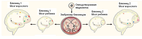 Схема, показывающая, каким образом благодаря новооткрытому явлению — активности ретротранспозона L1 в клетках развивающегося мозга — даже у идентичных близнецов мозги (а значит, и личности) получаются разными. Разноцветными точками показаны участки мозга, составленные из нейронов, генетически модифицированных в результате перемещений ретротранспозона L1. Ретротранспозон встраивается в разных клетках в разные участки генома, и поэтому свойства клеток изменяются по-разному. Пунктиром обведены гиппокамп и фронтальная кора — участки мозга, в которых L1 проявляет наибольшую активность. Рисунок из популярного синопсиса к обсуждаемой статье в Nature