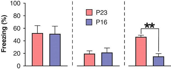 Результаты опыта с 16- и 23-дневными мышами (обозначения здесь и далее те же, что на предыдущем рисунке). В первый день у мышат вырабатывали условный рефлекс: неоднократно воздействовали на них электрическим током в конце 5-секундного шумового сигнала, в результате чего при звуке шума они замирали от страха. Во второй день (слева) мышата снова слышали шумовые сигналы, но уже без удара током (здесь и далее по оси ординат отложен процент времени, в течение которого продолжалось замирание — freezing). В третий день (в центре) шумовые сигналы без удара током возобновили, причем мышата уже слабо реагировали на них (условный рефлекс был успешно подавлен). Через неделю, в течение которой мышата не слышали шума и не испытывали ударов током, их вновь подвергали воздействию шумовых сигналов без удара током (справа); при этом старшие мышата вновь демонстрировали реакцию страха, в то время как у младших страх, вызываемый шумовыми сигналами, оказывался прочно забыт. Рисунок из обсуждаемой статьи в Science