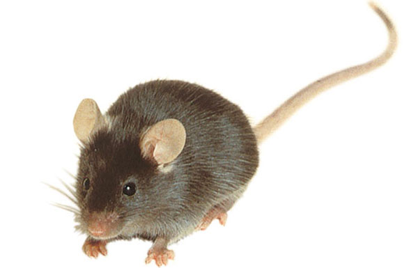 Мышь линии C57BL/6J — одной из самых широко используемых в лабораторных исследованиях чистых линий домовой мыши (Mus musculus). Сокращение BL означает black (черный), то есть эти мыши не альбиносы, в отличие от мышей ряда других лабораторных линий, таких как BALB/c (где ALB означает albino). В обсуждаемой работе были использованы мышата и взрослые мыши линии C57BL/6J. Фото из популярной заметки в журнале Nature от 5 декабря 2002 года, посвященной прочтению полного мышиного генома (также выполненному на мышах этой линии)