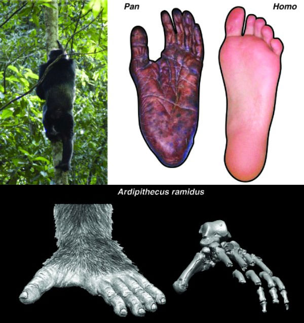 Ступни современных человекообразных обезьян специализированы для эффективного лазанья и хватания за ветки, они очень гибкие и плохо приспособлены для ходьбы по земле. Слева вверху: шимпанзе лезет на дерево; справа вверху: ступня шимпанзе и человека. У ардипитека в строении ступни (внизу) наблюдается мозаика признаков, свидетельствующих о сохранении способности хвататься за ветки (противопоставленный большой палец) и одновременно — об эффективном двуногом хождении (более жесткий, чем у человекообразных обезьян, свод стопы). Потомки ардипитеков — австралопитеки — утратили способность хвататься ногами за ветки и приобрели почти совсем человеческое строение стопы. Изображение из статьи Lovejoy et al. Combining Prehension and Propulsion: The Foot of Ardipithecus ramidus