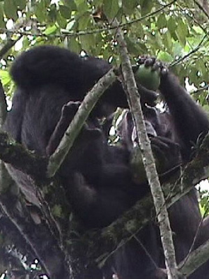 Самки шимпанзе иногда принимают от самцов гостинцы в обмен на секс. В эволюционной перспективе такое поведение может перерасти в прочные семейные связи. Возможно, именно это произошло с нашими далекими предками — но не с предками шимпанзе (см.: Шимпанзе воруют фрукты из чужих садов, чтобы соблазнять самок, «Элементы», 01.10.2007). Фото с сайта mahale.web.infoseek.co.jp